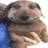 akvilon